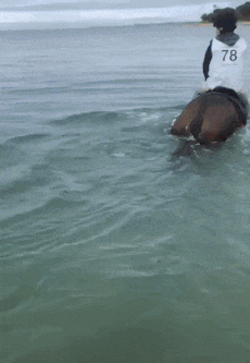 Delfines recreándose con caballos