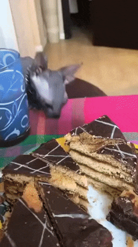 Gato quiere torta