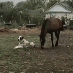Perro y Caballo jugando