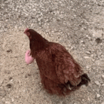 Pollo con brazos