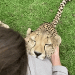 Relajando a un leopardo