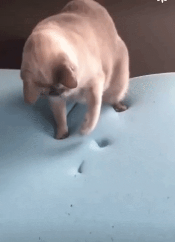 Gato en goma espuma