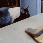 Gato quiere el pan