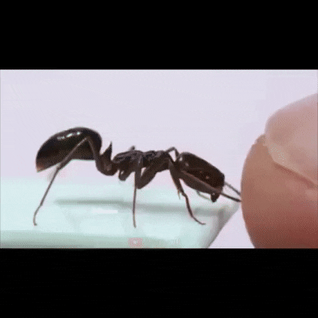 La hormiga llevo la peor parte
