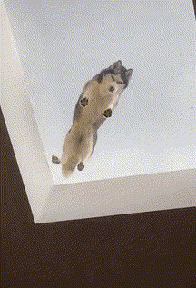 Perro en techo transparente