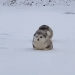 Lindos perritos de nieve