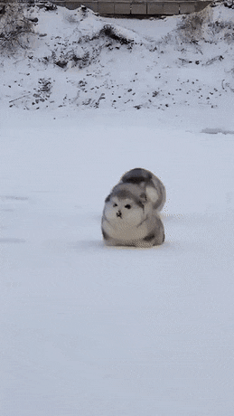 Lindos perritos de nieve