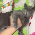 Como dominar a un gato