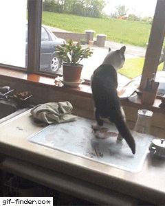 Gato salta a perro en cocina