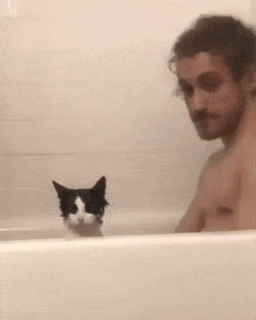 La cara del gato en la bañera