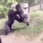 Práctica de boxeo monkey