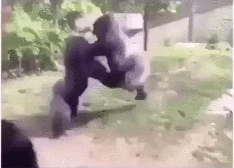 Práctica de boxeo monkey