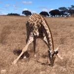 Cómo la jirafa come hierba en el suelo