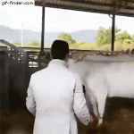 Director de Vacas