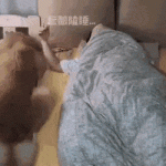 Durmiendo con el perro