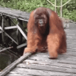 Monos se arriesgan y roban banana a Orangután