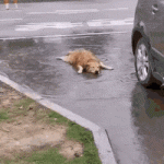 Perro disfruta la lluvia