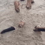 Perro disfrutando en la arena