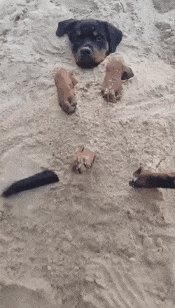 Perro disfrutando en la arena