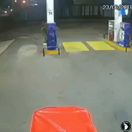 Toro suelto en estación de gasolina