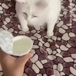 Cat hates the smell of sour cream
