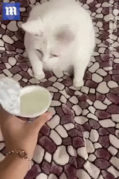 Cat hates the smell of sour cream