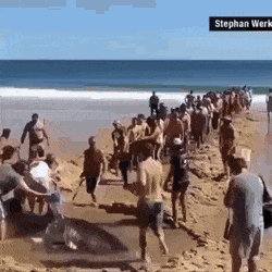 Crowd joining in to rescue a shored great white shark