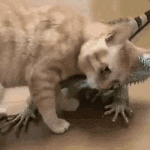 Gato ama a su dragón