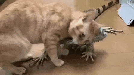 Gato ama a su dragón