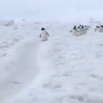 Just penguins walking