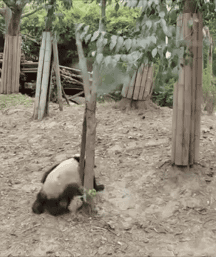 Panda bears falling