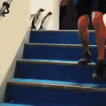 Penguins going down stairs