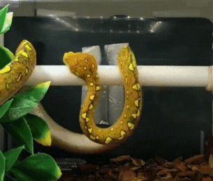 Snake curling up for a rest