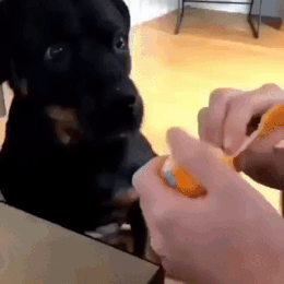 Dog eating tangerine