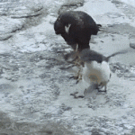 Ducks rescued a penguin that was being hunted by falcons