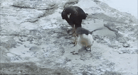 Ducks rescued a penguin that was being hunted by falcons