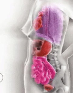 How a woman's internal organs move when she's pregnant