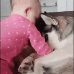 Husky is done with kids now