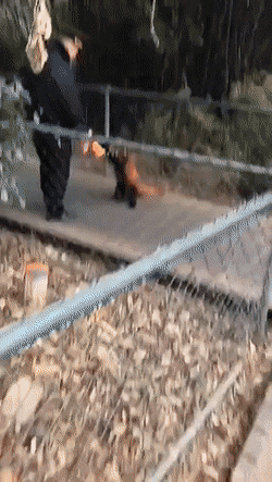 The red panda with a perfect walking gait