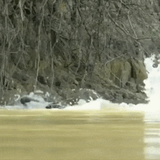 A huge male Jaguar pulling a caiman out of the water up a slippery