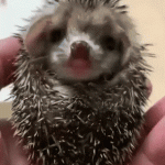 Baby hedgehog yawn