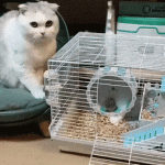 Cat and hamster family