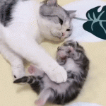 Cat mom hugs her little kitten having a nightmare