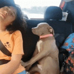 Dog sleeps in car