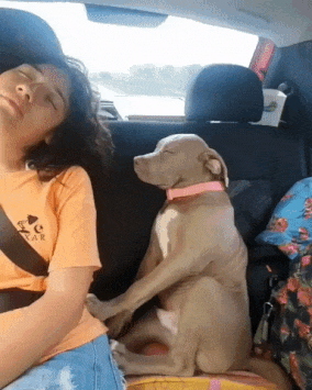 Dog sleeps in car