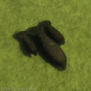 Manatee with twin calves in tow
