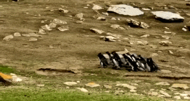 Penguins exchanging information