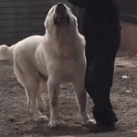 Absolute unit of a good boi