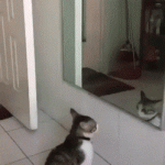cat-and-mirror