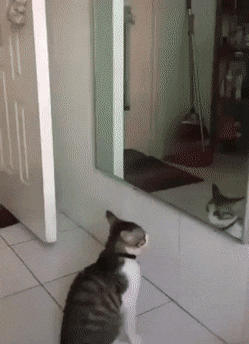 cat-and-mirror